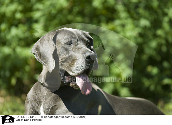 Deutsche Dogge Portrait / Great Dane Portrait / SST-01349