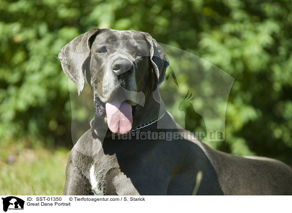 Deutsche Dogge Portrait / Great Dane Portrait / SST-01350