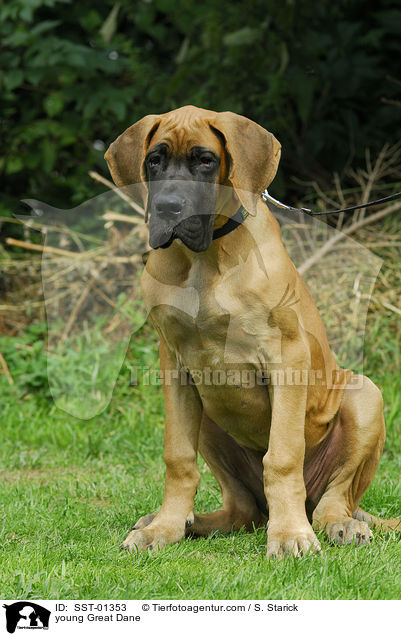 young Great Dane / SST-01353