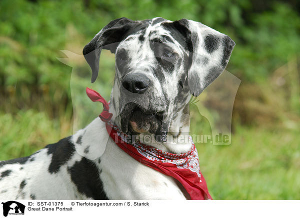 Deutsche Dogge Portrait / Great Dane Portrait / SST-01375