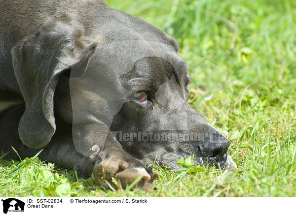 Deutsche Dogge / Great Dane / SST-02834