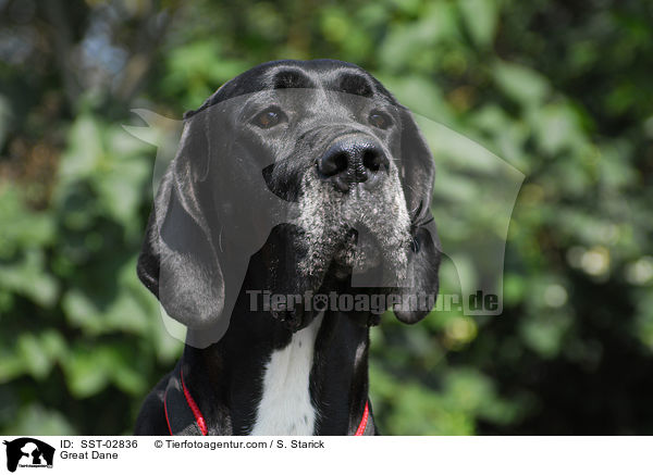 Deutsche Dogge / Great Dane / SST-02836
