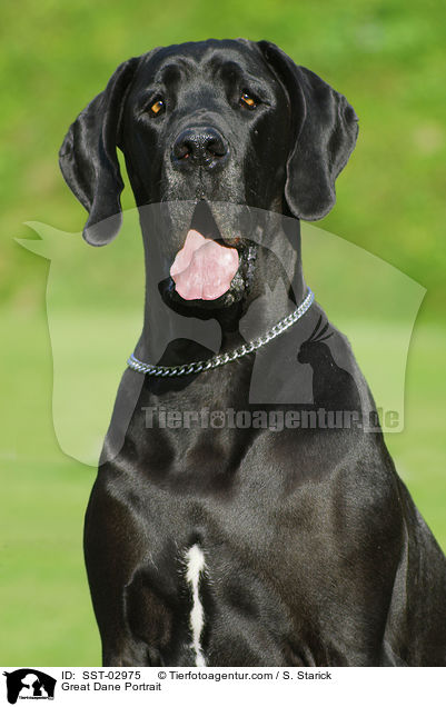 Great Dane Portrait / SST-02975