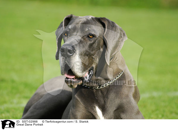 Deutsche Dogge im Portrait / Great Dane Portrait / SST-02988