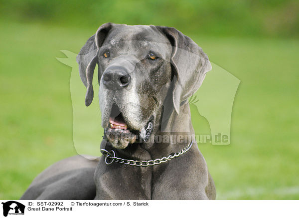 Deutsche Dogge im Portrait / Great Dane Portrait / SST-02992
