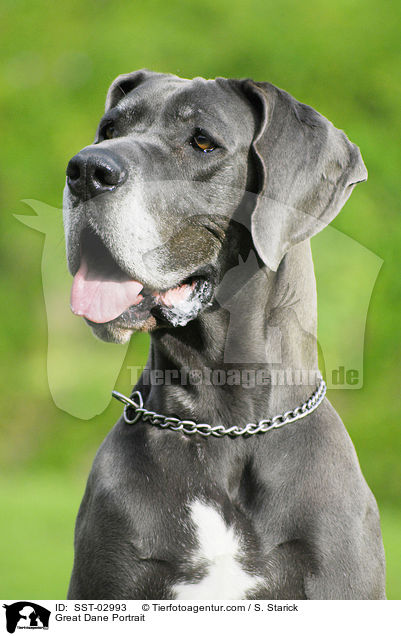 Deutsche Dogge im Portrait / Great Dane Portrait / SST-02993