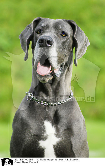 Deutsche Dogge im Portrait / Great Dane Portrait / SST-02994