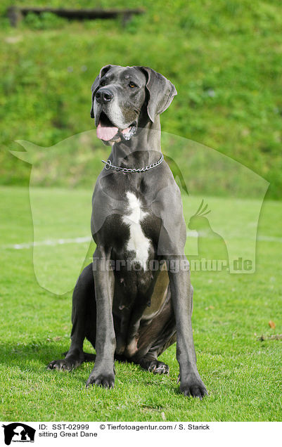 sitzende Deutsche Dogge / sitting Great Dane / SST-02999