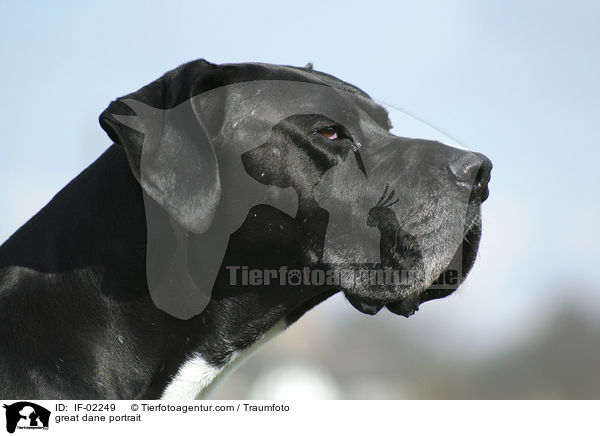 great dane portrait / IF-02249