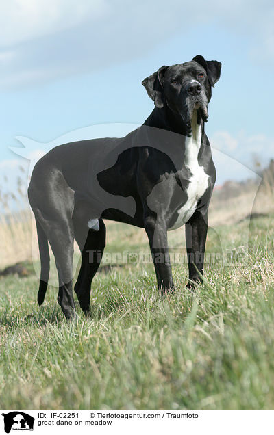 Deutsche Dogge auf Wiese / great dane on meadow / IF-02251