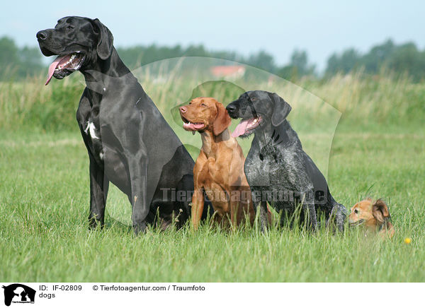 dogs / IF-02809