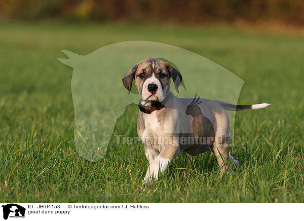 Deutsche Dogge Welpe / great dane puppy / JH-04153