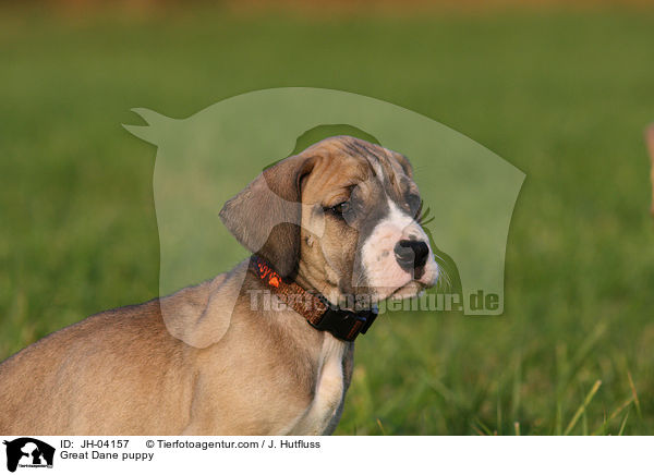 Deutsche Dogge Welpe / Great Dane puppy / JH-04157