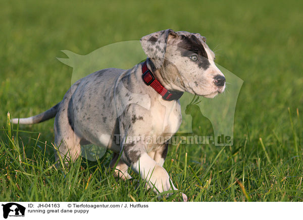 rennender Dogge Welpe / running great dane puppy / JH-04163