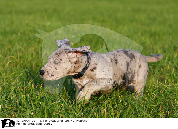 rennender Dogge Welpe / running great dane puppy / JH-04166