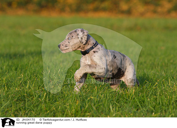 rennender Dogge Welpe / running great dane puppy / JH-04170