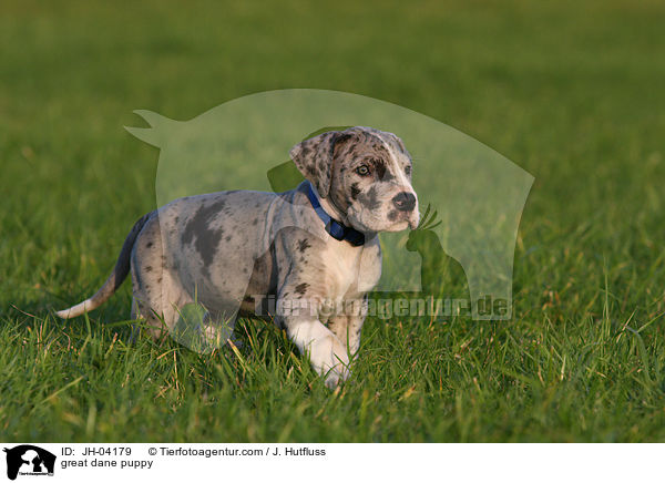 great dane puppy / JH-04179
