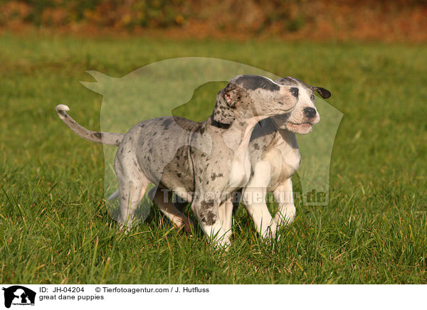 Deutsche Dogge Welpen / great dane puppies / JH-04204