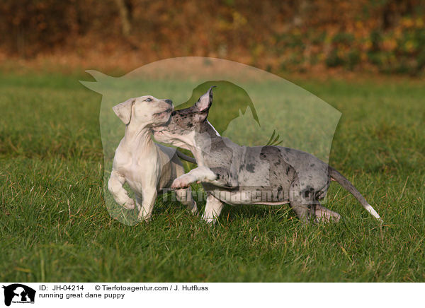 rennender Dogge Welpe / running great dane puppy / JH-04214