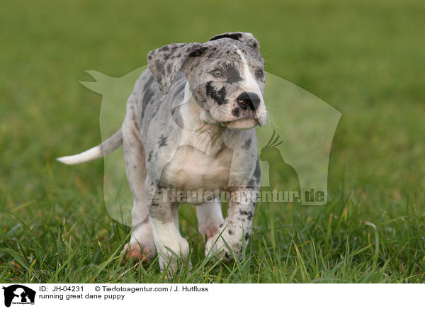 rennender Dogge Welpe / running great dane puppy / JH-04231
