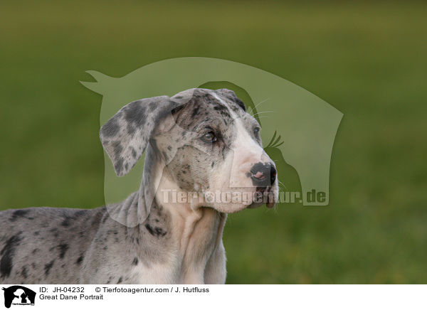 Deutsche Dogge Portrait / Great Dane Portrait / JH-04232