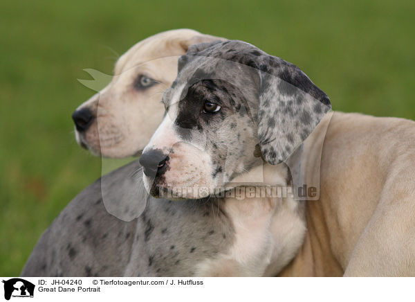 Deutsche Dogge Portrait / Great Dane Portrait / JH-04240