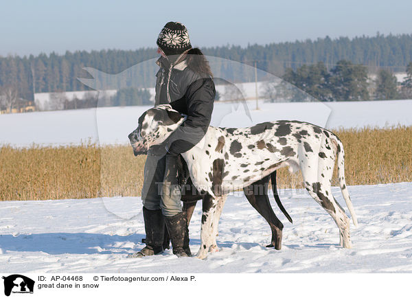 Deutsche Dogge im Schnee / great dane in snow / AP-04468