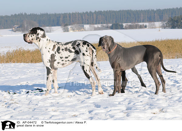 Deutsche Dogge im Schnee / great dane in snow / AP-04472