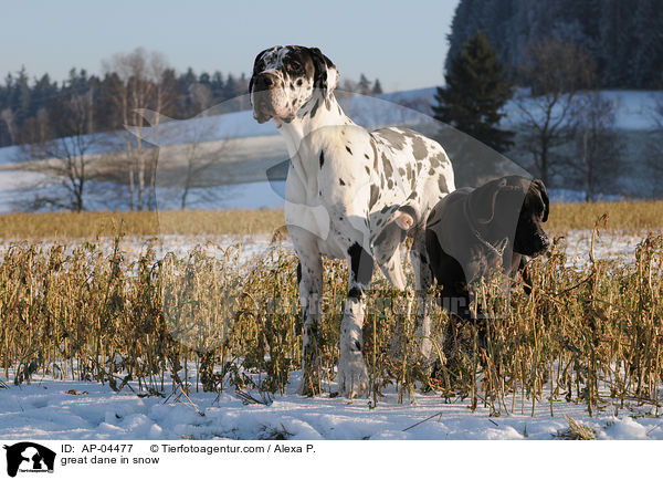 Deutsche Dogge im Schnee / great dane in snow / AP-04477