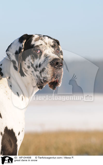 Deutsche Dogge im Schnee / great dane in snow / AP-04488