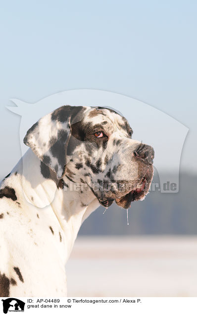 Deutsche Dogge im Schnee / great dane in snow / AP-04489