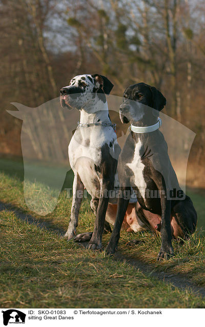 sitzende Deutsche Doggen / sitting Great Danes / SKO-01083