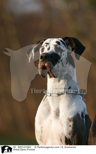 Deutsche Dogge Portrait / Great Dane Portrait / SKO-01084