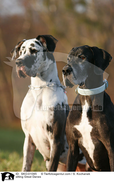 sitzende Deutsche Doggen / sitting Great Danes / SKO-01085