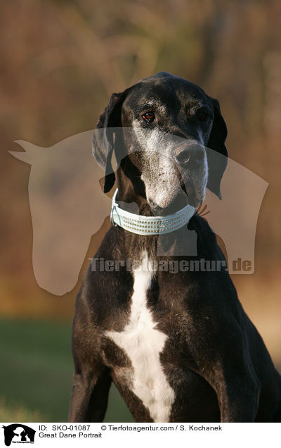 Deutsche Dogge Portrait / Great Dane Portrait / SKO-01087
