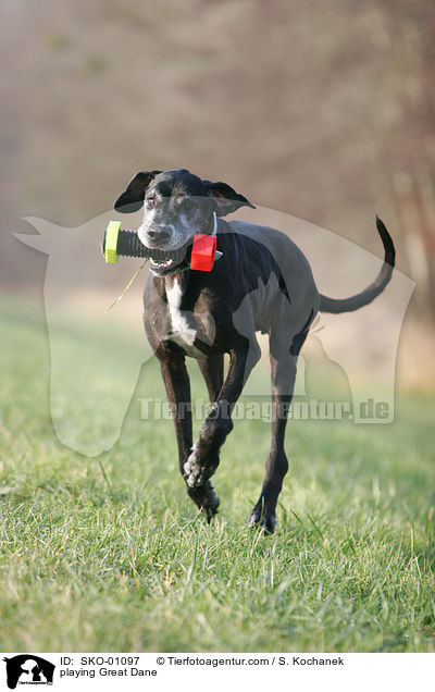 spielende Deutsche Dogge / playing Great Dane / SKO-01097