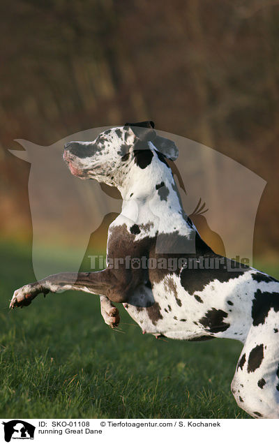 rennende Deutsche Dogge / running Great Dane / SKO-01108