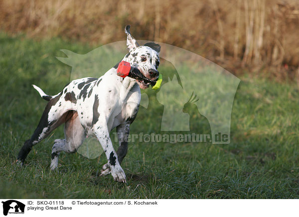 spielende Deutsche Dogge / playing Great Dane / SKO-01118