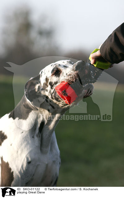 spielende Deutsche Dogge / playing Great Dane / SKO-01122