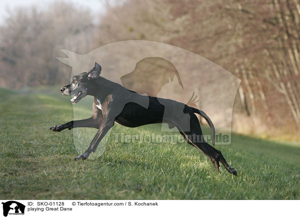 spielende Deutsche Dogge / playing Great Dane / SKO-01128