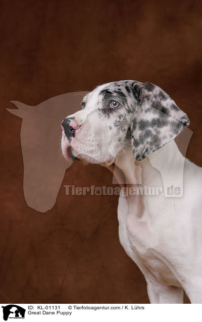 Doggen Welpe / Great Dane Puppy / KL-01131