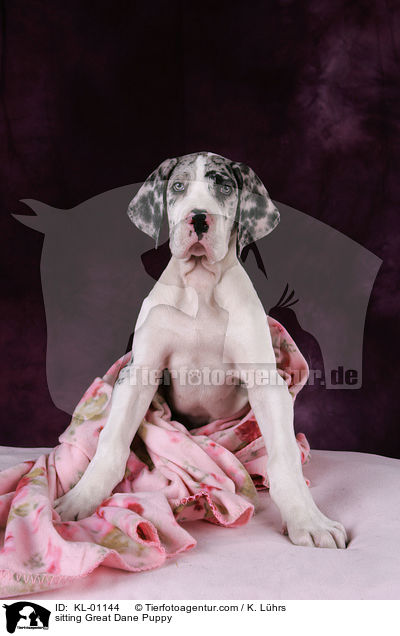sitzender Dogge Welpe / sitting Great Dane Puppy / KL-01144