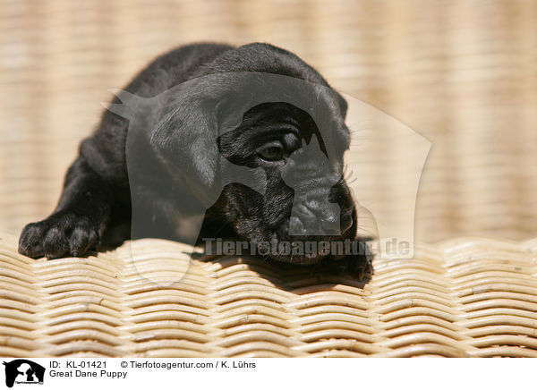 Deutsche Dogge Welpe / Great Dane Puppy / KL-01421