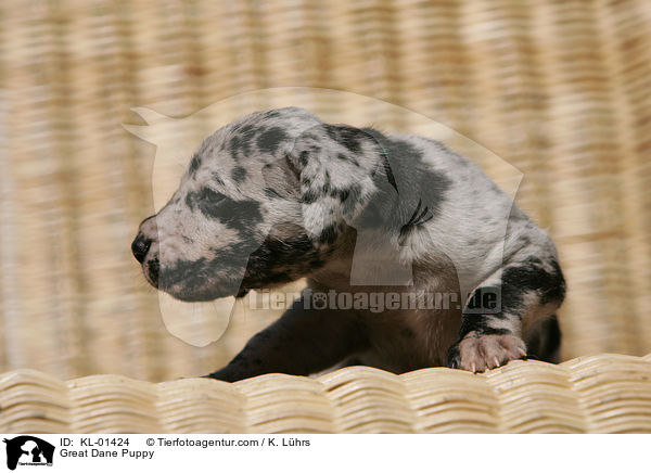 Deutsche Dogge Welpe / Great Dane Puppy / KL-01424
