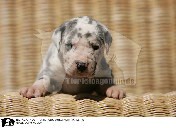Deutsche Dogge Welpe / Great Dane Puppy / KL-01426