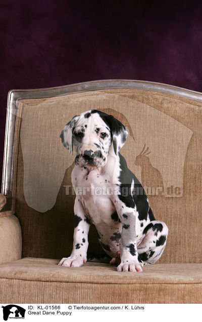 Deutsche Dogge Welpe / Great Dane Puppy / KL-01566