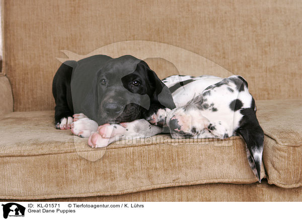 Deutsche Dogge Welpen / Great Dane Puppies / KL-01571