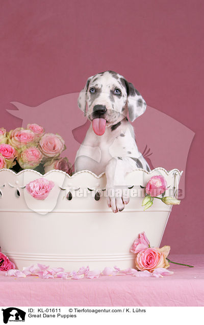 Deutsche Dogge Welpen / Great Dane Puppies / KL-01611