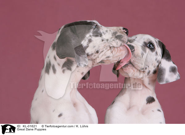 Deutsche Dogge Welpen / Great Dane Puppies / KL-01621
