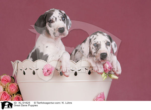 Deutsche Dogge Welpen / Great Dane Puppies / KL-01625